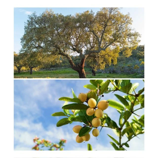 Marula 